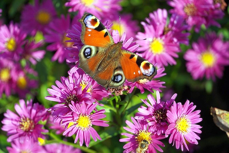 Tagpfauenauge (Aglais io)   Schmetterling des Jahres 2009