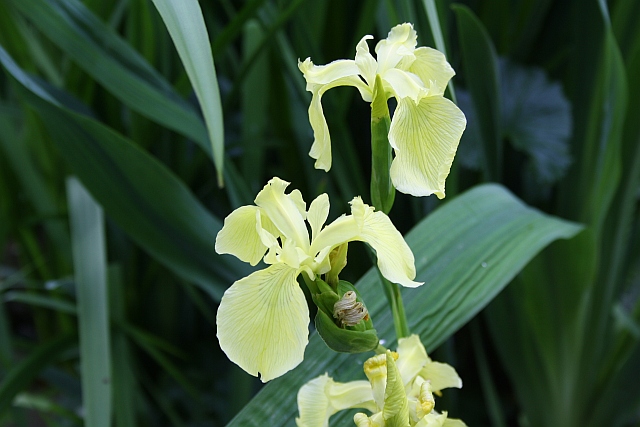 Iris pseudacorus 'Sulphur Queen'
